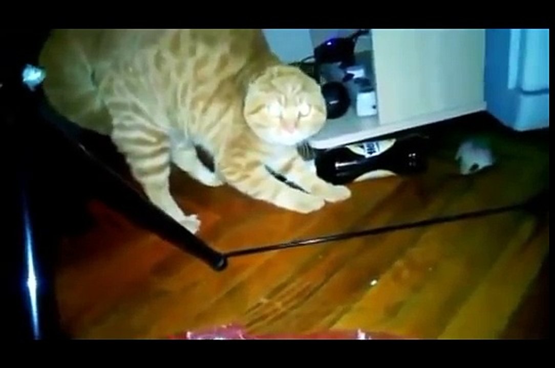 Angry Cats and Dogs 2014