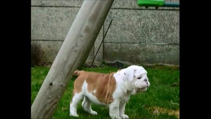 Jäger Bomb et Javanaise Tan'rei Bulls 2 mois