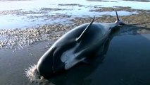 whales stranded in New Zealand - Video Dailymotion