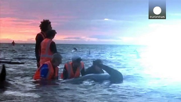 Mueren un centenar de ballenas varadas en Nueva Zelanda