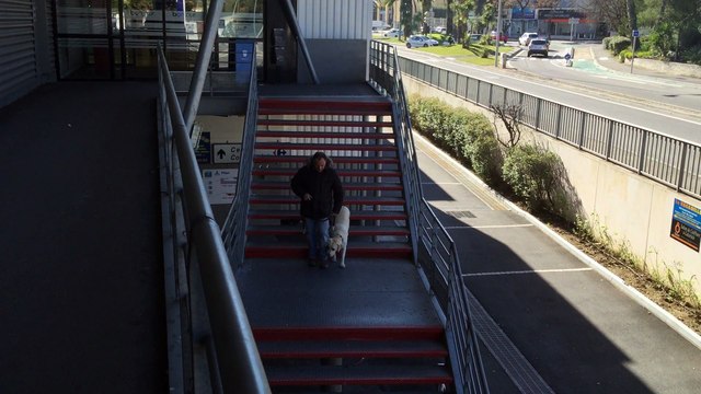 dressage canin la ciotat 13 Education d'un chien craintif en milieu urbain sur la ciotat
