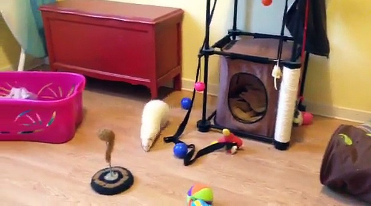 zia à adopter