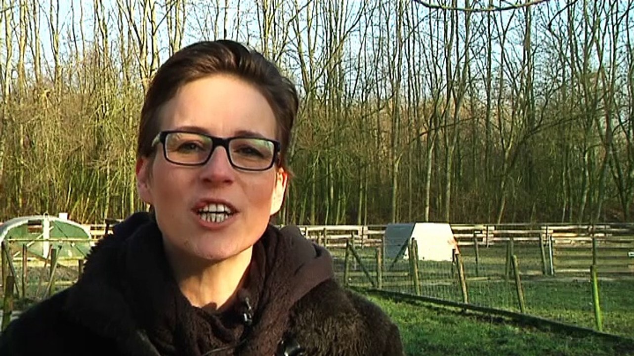 Het Swieneparredies is er weer helemaal bovenop - RTV Noord