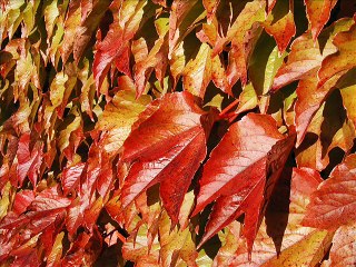 ربيع شاعر - عبدالحليم حافظ