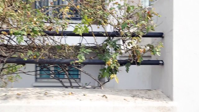 Cem'den Melih'e Arabalı Eşek Şakası butçu Tayt giymiş