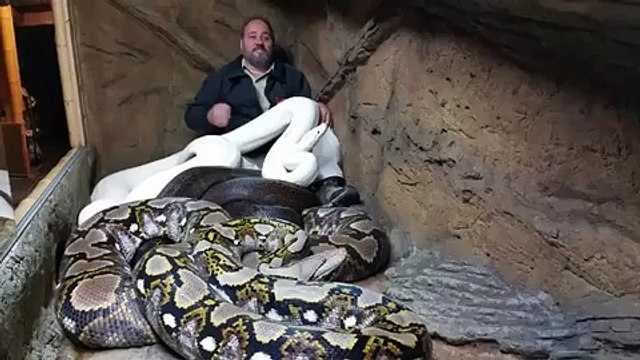Crazy Man Laughs While Giant Albino Python Attacks. The Snake Even Bites Him!