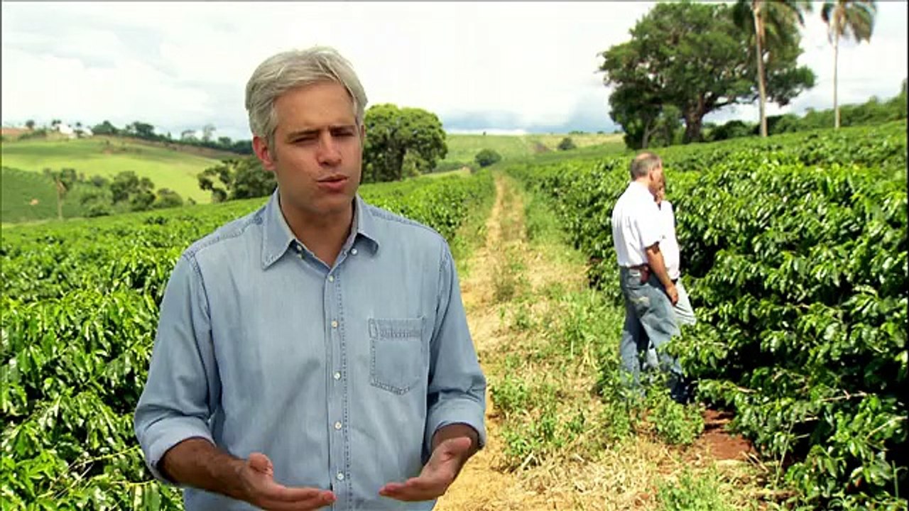 Chuva alivia, mas não resolve problema da cultura do café em MG