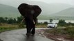 Big Big Big Elephant Walks