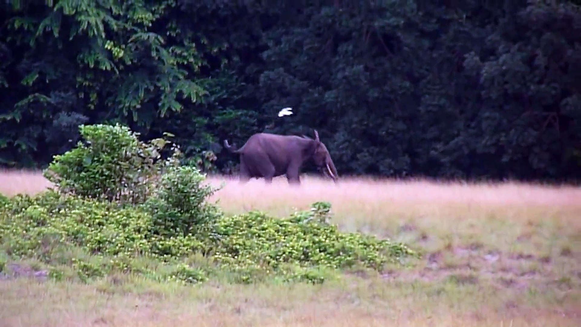 Elephant in Gabon