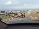 Funny Sheep vs Toyota Car - Баран напал на машину Toyota Camry