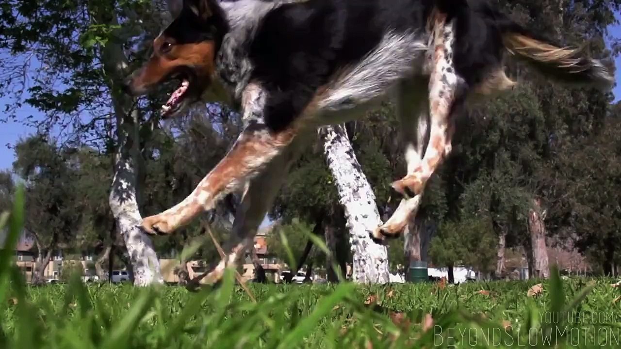 Köpekteki hareketlere bak