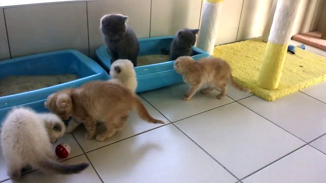 satilik Scottish Fold british shrthair kedi yavruları