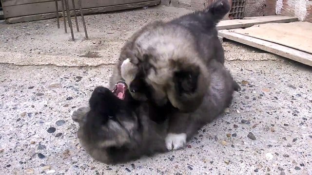 satilik kafkas çoban yavrular bilgi için 05352718449