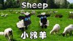Rainbow Loom 3D Sheep Charms立體小綿羊 - 彩虹編織器中文教學 Chinese Tutorial