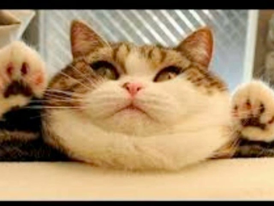 Ty Long No Website $250 Program system review | BOOM $250 Intant Ty Long No Website Paypal Payments