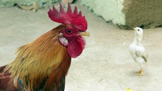 New Mentos Ad - Angry Chicken Dad FarakPadega