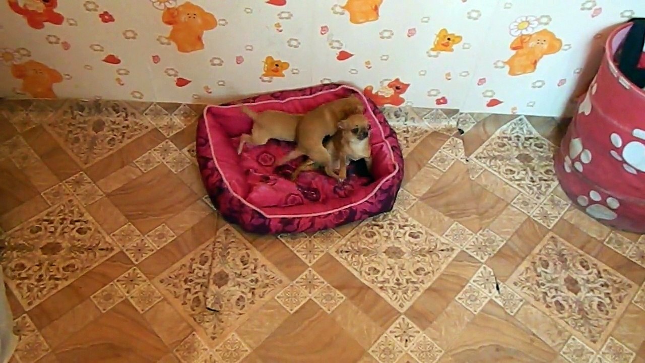 чихуа
