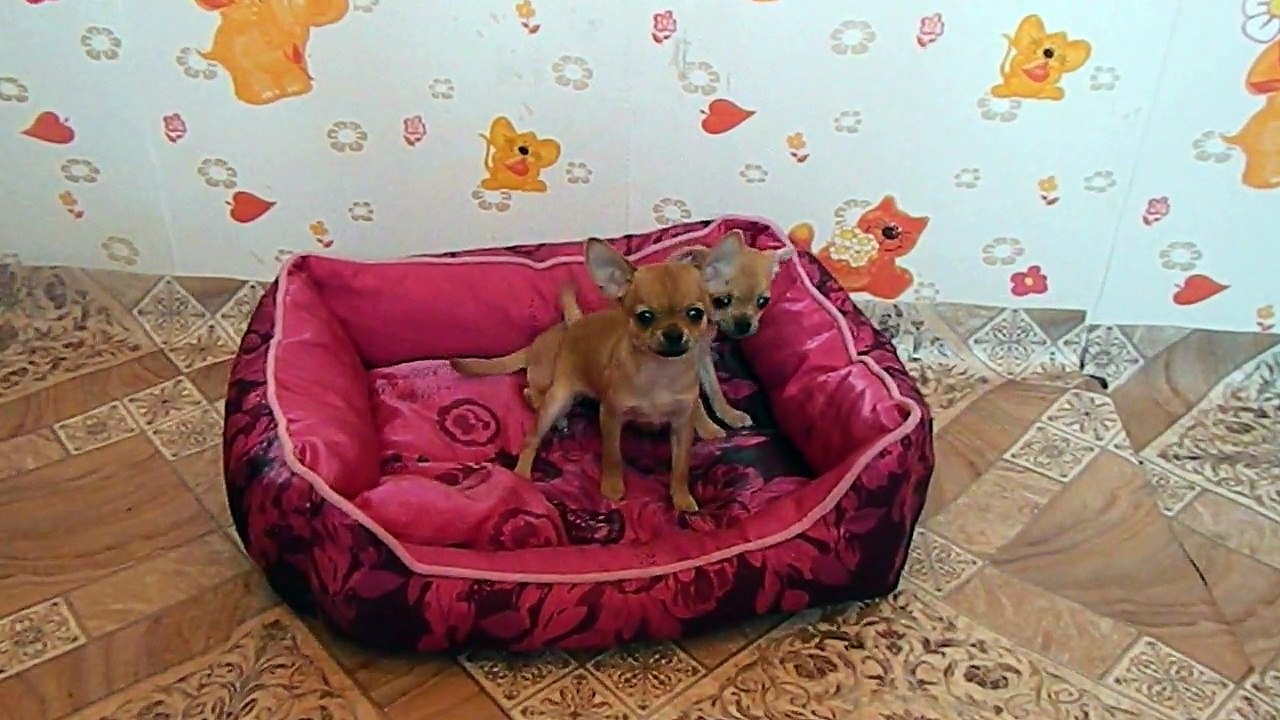 чихуа