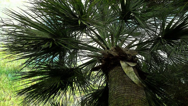 Relax relaxing nature sounds THE MOST RELAXING SOUNDS [HD ] Sounds to fall asleep to smooth rain