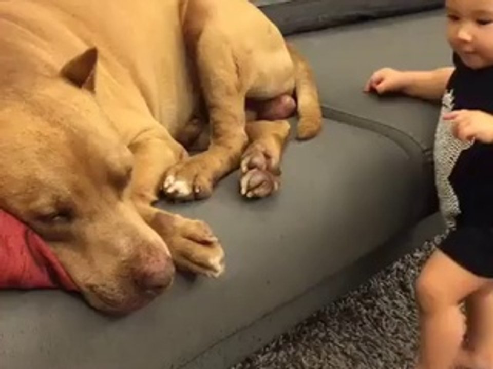 Child playing with dog