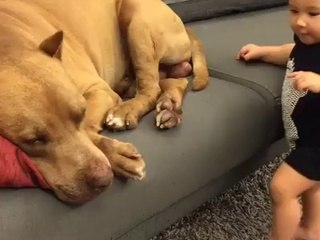 Child playing with dog