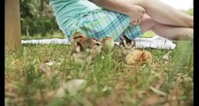 FUNNY CHICKEN VIDEOS | CUTE CHICKENS COMPILATION 2015 [NEW]