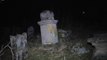 Sarre-Union: des centaines de tombes profanées au cimetière juif
