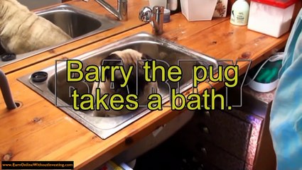 Pug in a tub (HD)