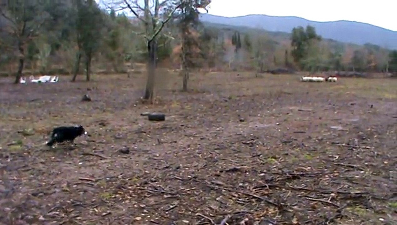 H'eve du blues des alpages 1