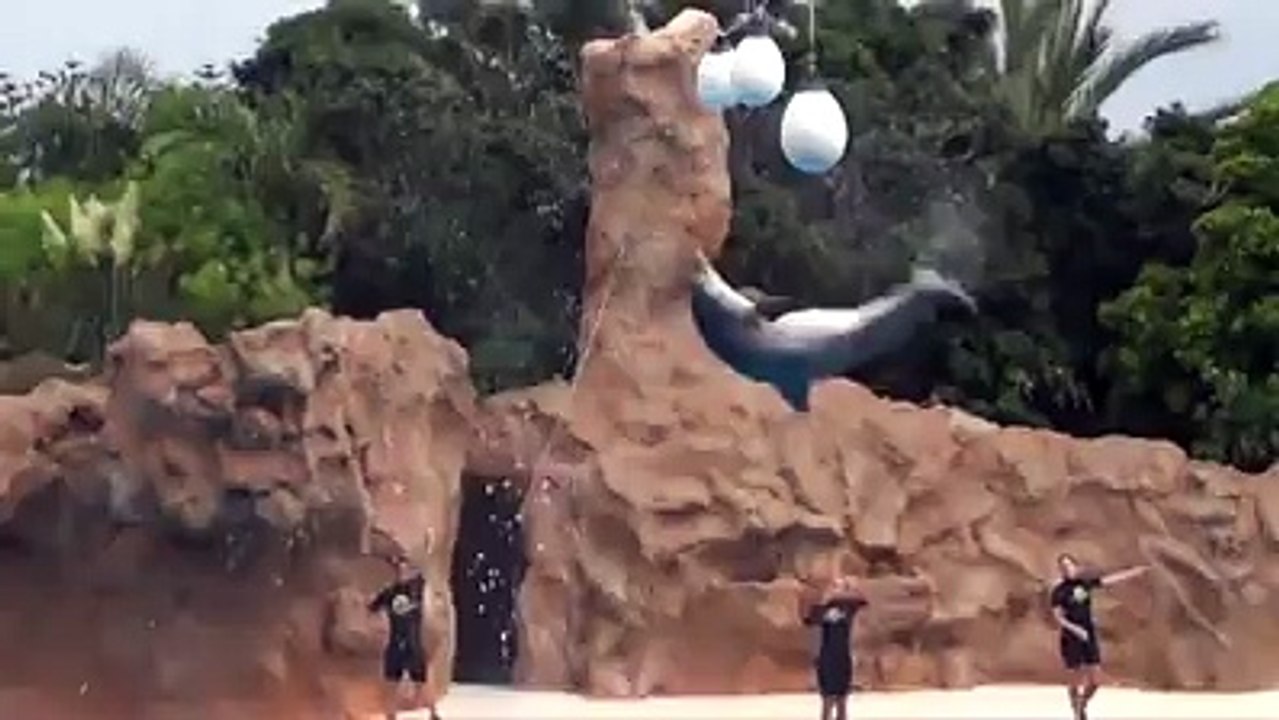 OMG Unbelievable - Whale Trained