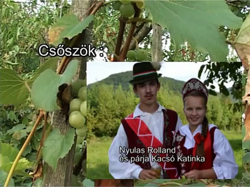 Szüreti bál 2014