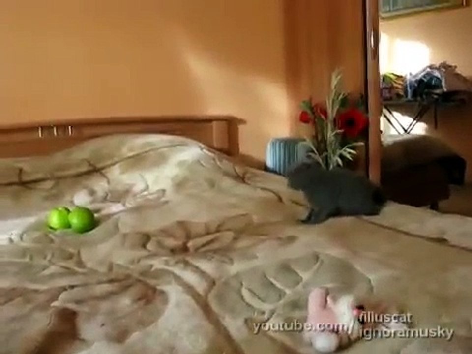 Kitten vs TWO Scary Things