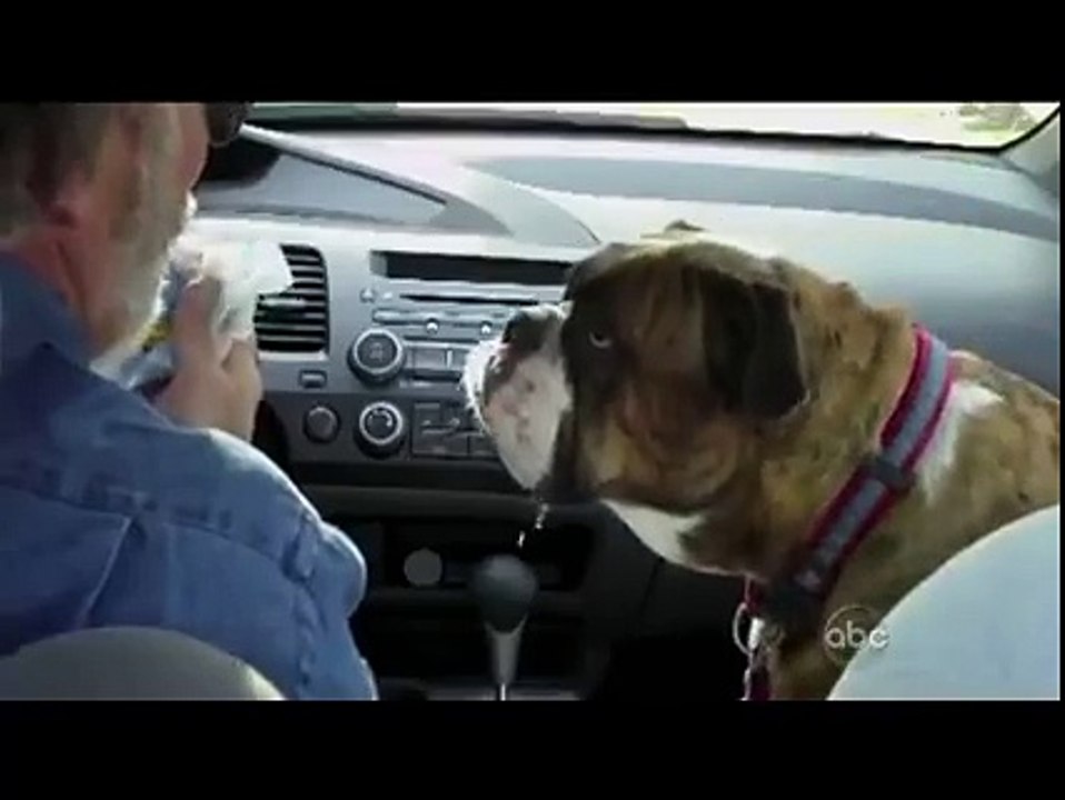Köpeğe Arabada Yapılan İşkence