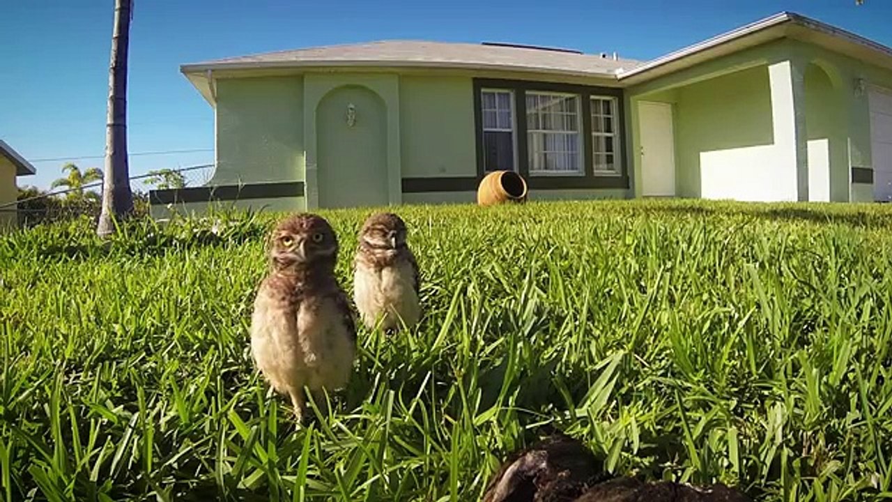 GoPro- Owl Dance-Off