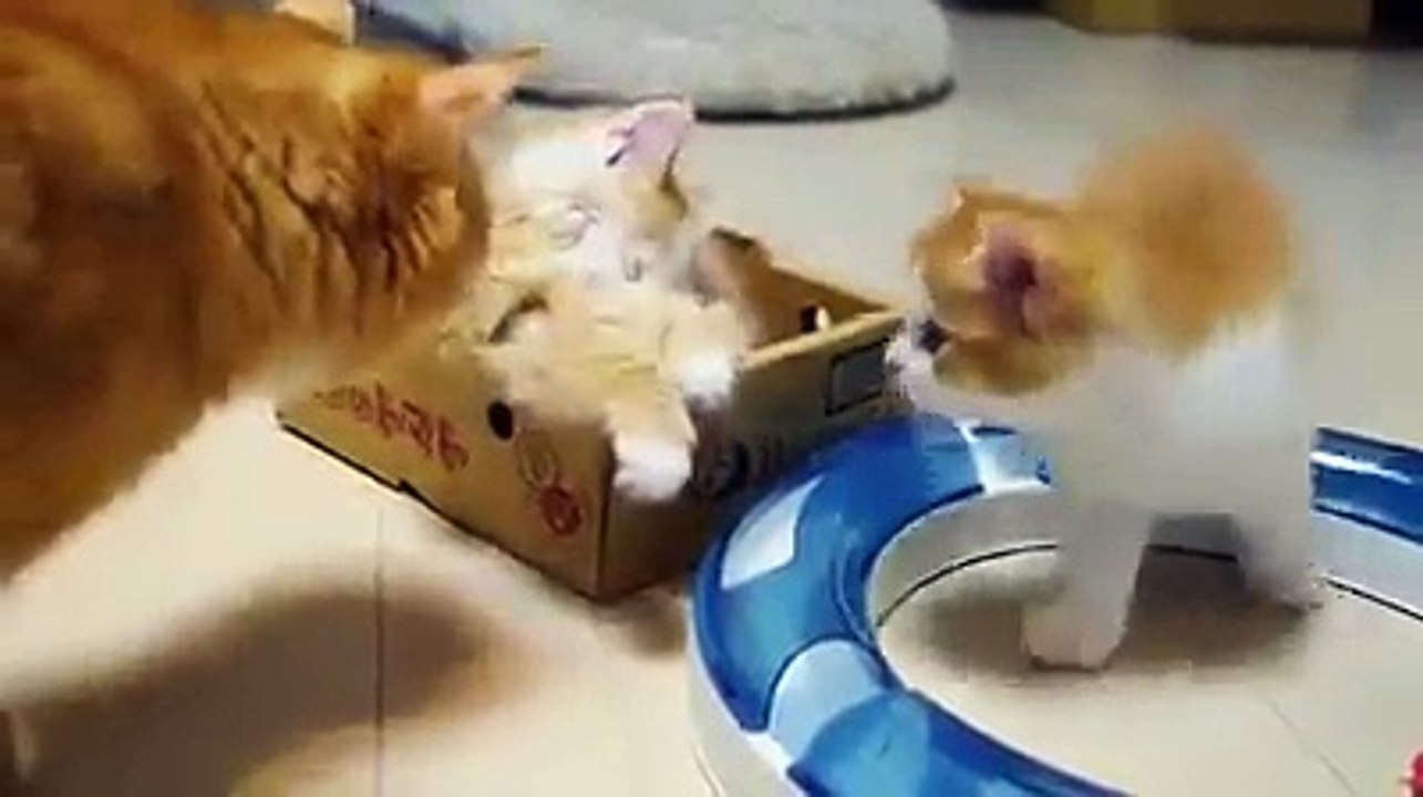 Who doesn't LOVE kittens, must watch