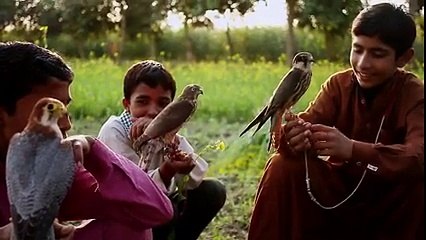 How To Trained Falcon - Awesome Video