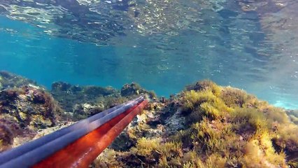 shallow spearfishing - Ψαροντούφεκο στα ρηχά