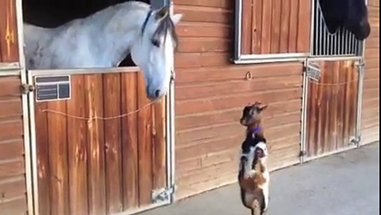 animals awesome love.......plz watch......!!!!!!!!