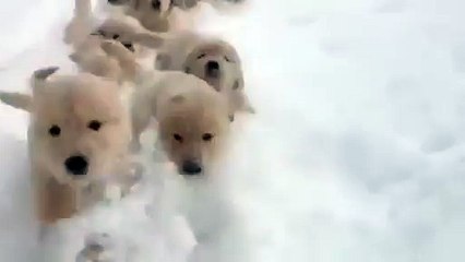 Attack Of The Puppies!