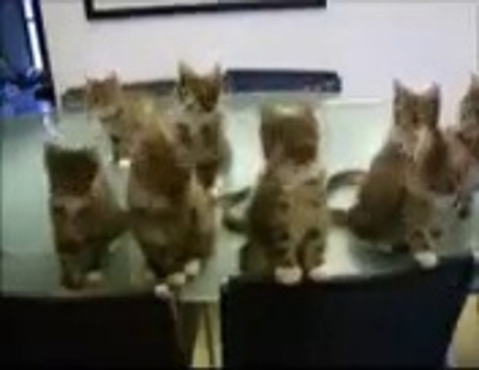 Cat Band