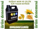 Buğday, Çeltik ve Mısır Gübresi Gramino Kavunda Denemesi - www.tohumgubre.com'da