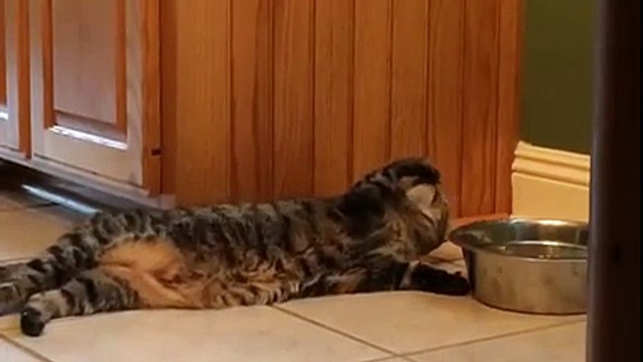 drinking style of a cat