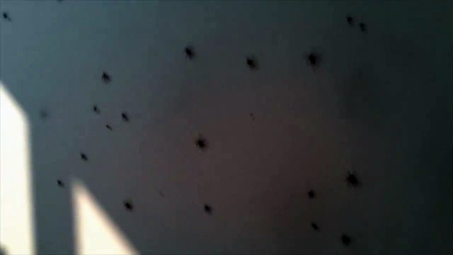 Invasion of the spiders - Нашествие пауков