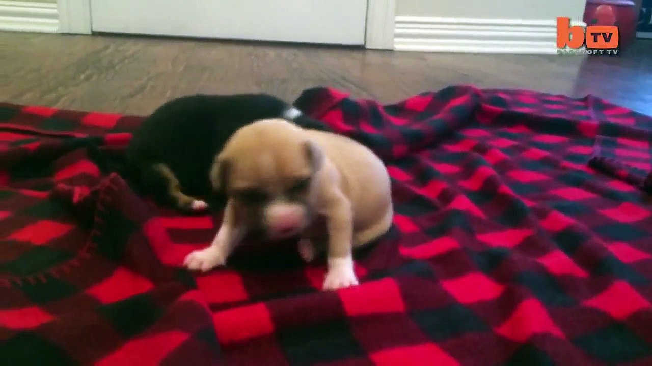 Cute Puppy Shower_ Rescued Pup Enjoys Bath Time