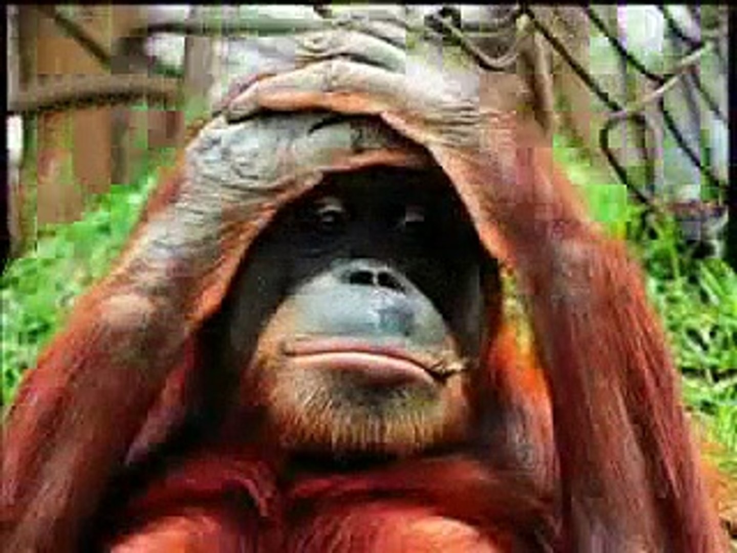 ⁣monkey funny video singe drole compilation funniest pet debiloguys viral