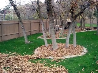 Un chien husky s'éclate dans un tas de feuilles