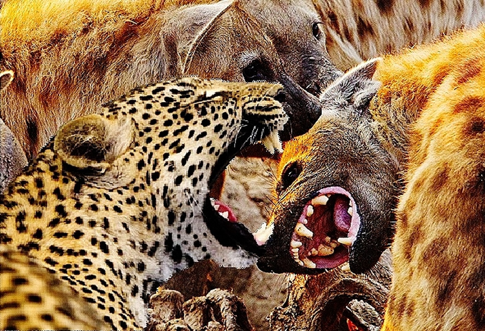 Кто сильнее ягуар или тигр. Тигр леопард гепард Ягуар. Лев тигр гепард.