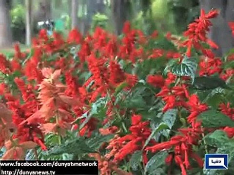 Dunya News - Snowfall, rain continue in northern areas of Pakistan