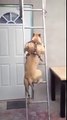 Un chien qui sait monter à l'échelle