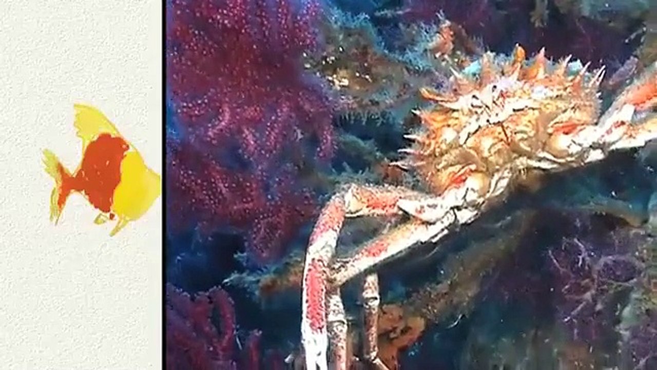 Mes p'tits docs illustrés - Volume 3